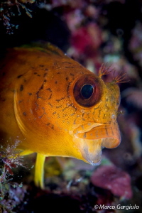 African Blenny - yellow fase by Marco Gargiulo 